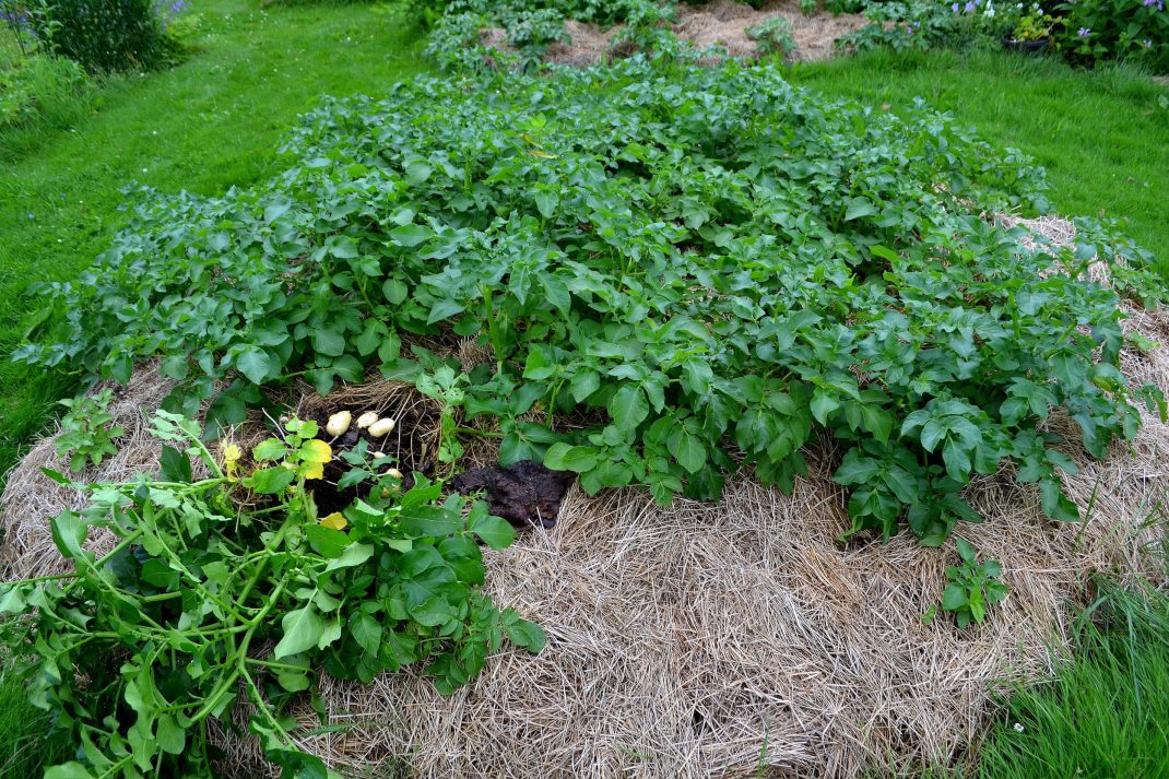 Potatis odlas i ensilage. 