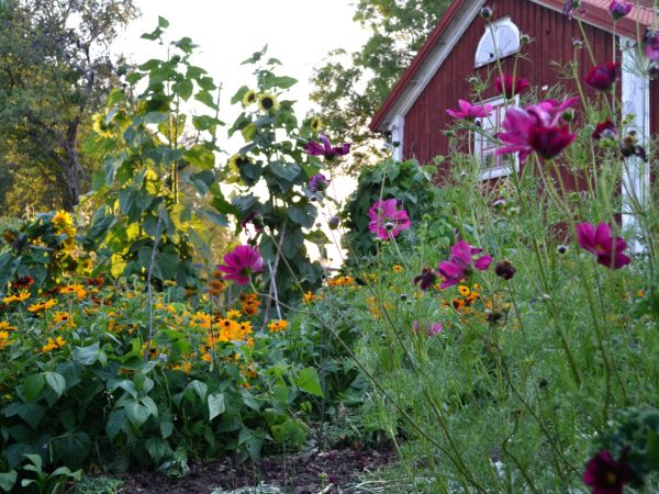 En blommande köksträdgård med sommarblommor i sprakande fäger.