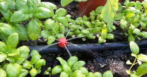 I ett fält av klargröna, späda blad av basilika ligger en svart slang med en röd knapp, där det sprutar ut vatten i fyra fina strilar.