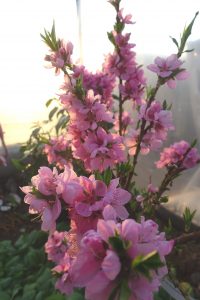 Skyar av rosa blommor på kompakta kvistar.