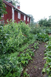 Grönsaksodling i Skillnadens trädgård