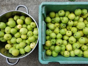 Äppelskörd av sorten Transparent Blanche