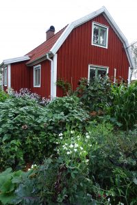 Frodig köksträdgård med höga växter framför rött hus.
