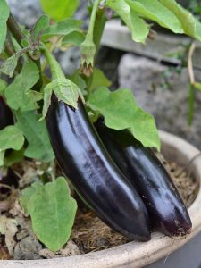 Läckert svarta auberginefrukter i en krukplanta