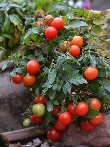 En grön tomatplanta i kruka med massor av röda tomater på.