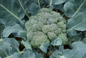 Ett stort grönt toppskott av broccoli.